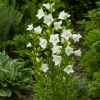 Dzwonek brzoskwiniolistny Takion F1 White Campanula persicifolia 'Takion F1 White' 4