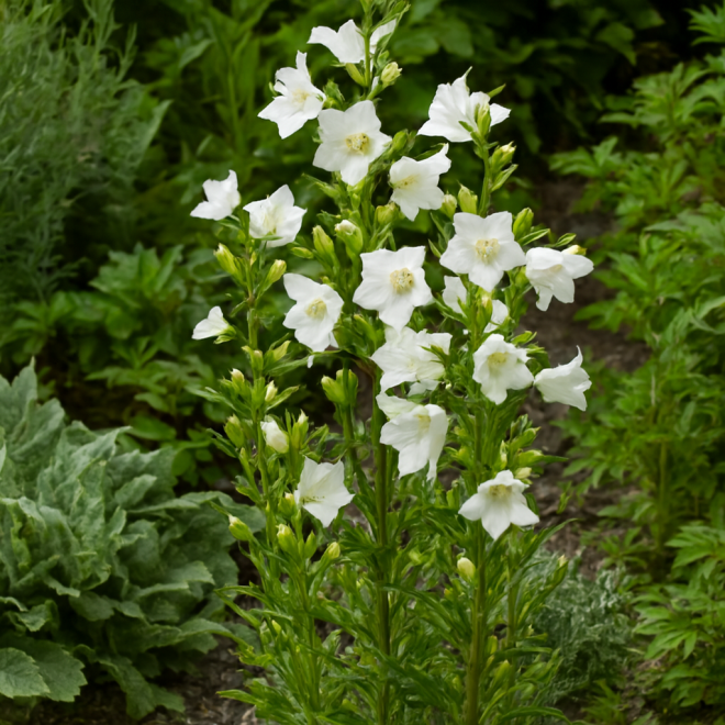 Dzwonek brzoskwiniolistny Takion F1 White Campanula persicifolia 'Takion F1 White' 4