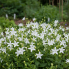 Dzwonek poszarskiego E.H. Frost Campanula poscharskyana 'E.H. Frost' 1
