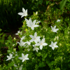 Dzwonek poszarskiego E.H. Frost Campanula poscharskyana 'E.H. Frost' 3