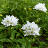 Dzwonek skupiony Alba Campanula glomerata Alba 1