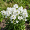Dzwonek skupiony Alba Campanula glomerata Alba 3