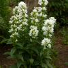 Dzwonek skupiony Alba Campanula glomerata Alba 4