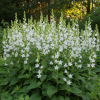 Dzwonek szerokolistny Alba Campanula latifolia 'Alba' 1