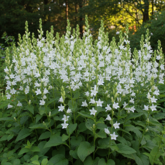 Dzwonek szerokolistny Alba Campanula latifolia 'Alba' 1