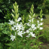 Dzwonek szerokolistny Alba Campanula latifolia 'Alba' 3
