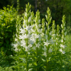 Dzwonek szerokolistny Alba Campanula latifolia 'Alba' 4