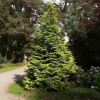 Cyprysik Lawsona Stewartii Cyprysik Lawsona "Stewartii" 20-35cm c2 (Chamaecyparis Lawsoniana "Stewartii") 1