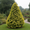 Cyprysik Lawsona Stewartii Cyprysik Lawsona "Stewartii" 20-35cm c2 (Chamaecyparis Lawsoniana "Stewartii") 2