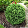Cyprysik lawsoniana Minima Glauca Chamaecyparis lawsoniana 'Minima Glacua' 3