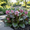 Bergenia BACH Bergenia cordifolia 'Bach' 1