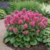 Bergenia Rose Bergenia cordifolia 'Rose' 3