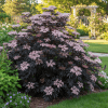 Bez Czarny 'Black Lace' Sambucus nigra 'Black Lace' 4