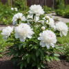 Piwonia chińska FESTIVA MAXIMA PAEONIA chińska FESTIVA MAXIMA biała 3