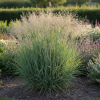 Proso rózgowate Praire Sky Panicum virgatum 'Praire Sky' 1