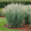 Proso rózgowate Praire Sky Panicum virgatum 'Praire Sky' 3