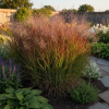 Proso rózgowate Praire Sky Panicum virgatum 'Praire Sky' 4