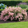 Prusznik blady Marie Simon Ceanothus 'Marie Simon' 3