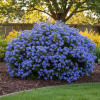 Prusznik niebieski Blue Mound Ceanothus 'Blue Mound' 3
