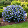Prusznik niebieski Blue Mound Ceanothus 'Blue Mound' 4