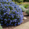 Prusznik niebieski Burkwoodii Ceanothus Bukwoodii' 3