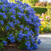 Prusznik niebieski Gloire de Versailles Ceanothus × delileanus 4