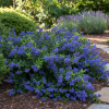 Prusznik płożący Ceanothus thyrsiflorus repens Ceanothus 'Repens' P9 3