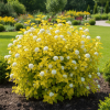 Pęcherznica kalinolistna Nugget Physocarpus opulifolius "Golden Nugget " 3