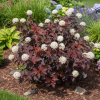 Pęcherznica kalinolistna Orange Sunset Physocarpus opulifolius " Orange Sunset " 3