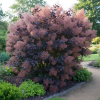 Perukowiec podolski Dusky Maiden Cotinus coggygria Dusky Maiden 3