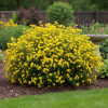 Pięciornik krzewiasty "Goldfinger" Potentilla fruticosa "Goldfinger" 1