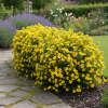 Pięciornik krzewiasty "Goldstar" Potentilla fruticosa "Goldstar' 3