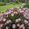 Pięciornik krzewiasty "Pink Gueen" Potentilla fruticosa "Pink Queen" 1