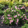 Pięciornik krzewiasty "Pink Gueen" Potentilla fruticosa "Pink Queen" 3