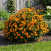 Pięciornik krzewiasty "Tangerine" Potentilla fruticosa "Tangerine" 3