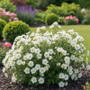 Pięciornik krzewiasty Snowbird Potentilla fruticosa "Snowbird" 3