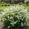 Pięciornik krzewiasty Snowbird Potentilla fruticosa "Snowbird" 4
