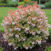 Pieris japoński 'Astrid' C4 Pieris japonica 'Astrid' 3