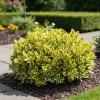 Bukszpan wieczniezielony Aureovariegata żółty Buxus sempervirens 'Aureovariegata' 1