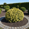 Bukszpan wieczniezielony Aureovariegata żółty Buxus sempervirens 'Aureovariegata' 3