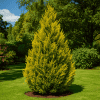 Cyprysik Lawsona Alumigold Chamaecyparis lawsoniana 'Alumigold' 1