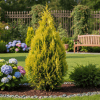 Cyprysik Lawsona Alumigold Chamaecyparis lawsoniana 'Alumigold' 3