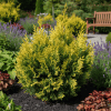 Cyprysik Lawsona Alumigold Chamaecyparis lawsoniana 'Alumigold' 4