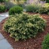 Jałowiec chiński EXPANSA VARIEGATA Juniperus chinensis 'Expansa Variegata 1