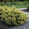 Jałowiec chiński EXPANSA VARIEGATA Juniperus chinensis 'Expansa Variegata 4