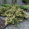 Jałowiec chiński EXPANSA VARIEGATA Juniperus chinensis 'Expansa Variegata 5