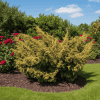 Jałowiec chiński "Plumosa Aureovariegata" Juniperus chinensis "Plumosa Aureovariegata 4