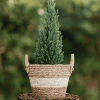 Jałowiec chiński Stricta Juniperus chinensis 'Strica; 2