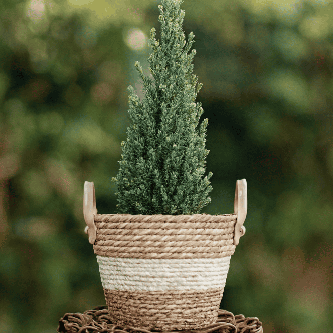 Jałowiec chiński Stricta Juniperus chinensis 'Strica; 2