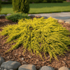 Jałowiec chiński Depressa Aurea Juniperus chinensis 'Depressa Aurea' 3